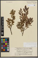 Foto von Salix waldsteiniana Willd.